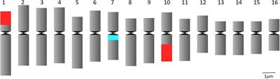 Artificial <mark class="highlighted">Chromosome Doubling</mark> in Allotetraploid Calendula officinalis
